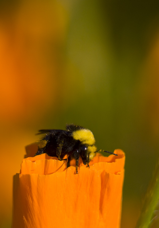 Bumble Bee In California Poppy